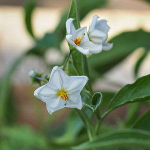 'Album' White Potato Vine | Solanum laxum Climbing Plants