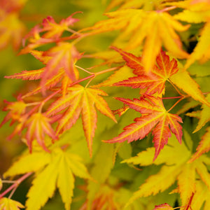 Japanese Maple Tree | Acer palmatum 'Orange Dream' Ornamental Trees