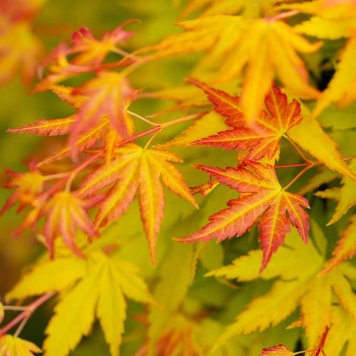 Japanese Maple Tree | Acer palmatum 'Orange Dream' Ornamental Trees