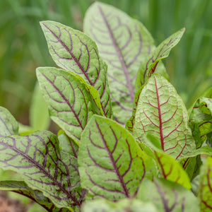 Wood Dock | Rumex sanguineus Pond Plants