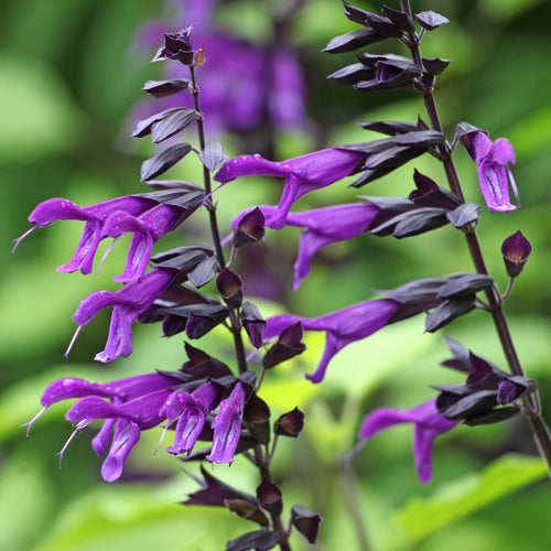 Salvia 'Purple and Bloom' Perennial Bedding
