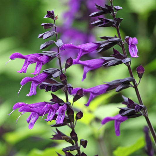 Salvia 'Amistad' Perennial Bedding