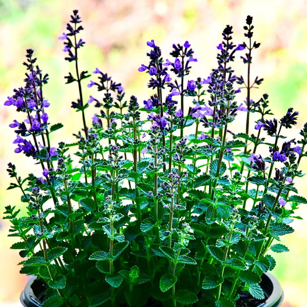 Catmint 'Cat's Pyjamas' | Nepeta Perennial Bedding