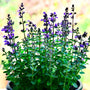 Catmint 'Cat's Pyjamas' | Nepeta Perennial Bedding