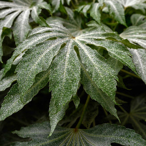 Fatsia japonica 'Spiders Web'® Shrubs