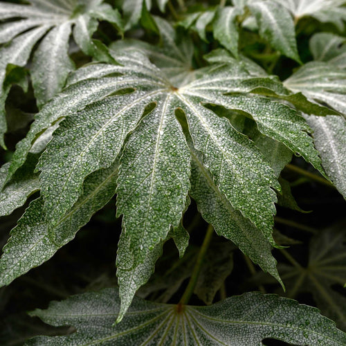 Fatsia japonica 'Spiders Web'® Shrubs