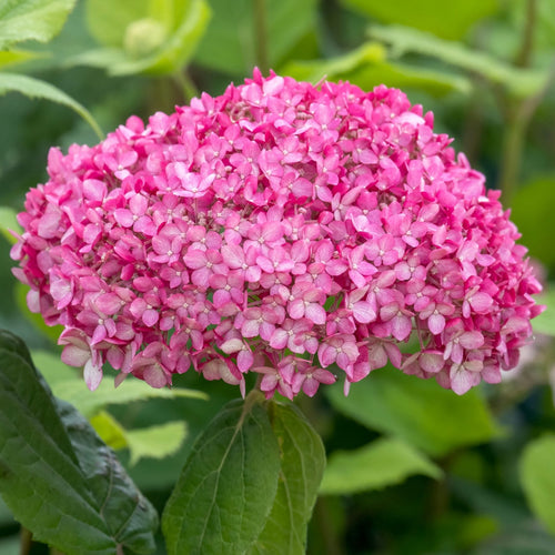 Hydrangea arborescens 'Ruby Annabelle' Shrubs