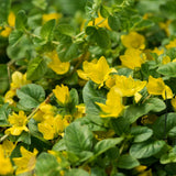 Creeping Jenny | Lysimachia nummularia Pond Plants