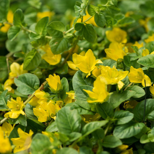 Creeping Jenny | Lysimachia nummularia Pond Plants