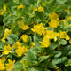 Creeping Jenny | Lysimachia nummularia Pond Plants