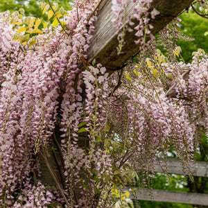 Wisteria Floribunda 'Rosea' Climbing Plants