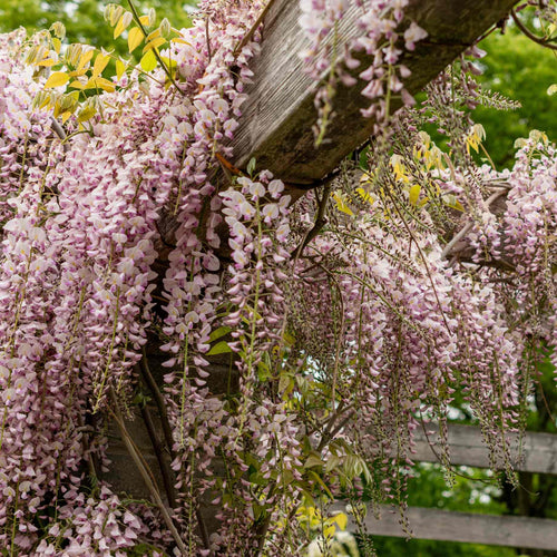 Wisteria Floribunda 'Rosea' Climbing Plants