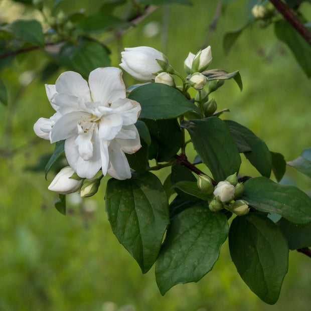 Philadelphus 'Virginal' Shrubs