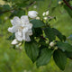 Philadelphus 'Virginal' Shrubs