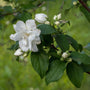 Philadelphus 'Virginal' Shrubs