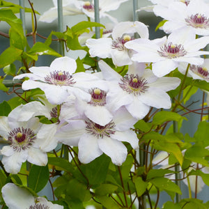Clematis 'Miss Bateman' Climbing Plants