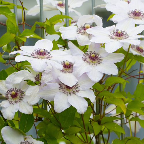 Clematis 'Miss Bateman' Climbing Plants