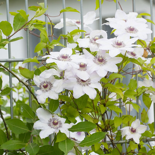 Clematis 'Miss Bateman' Climbing Plants