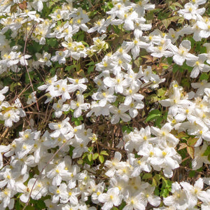 Clematis montana 'Grandiflora' Climbing Plants