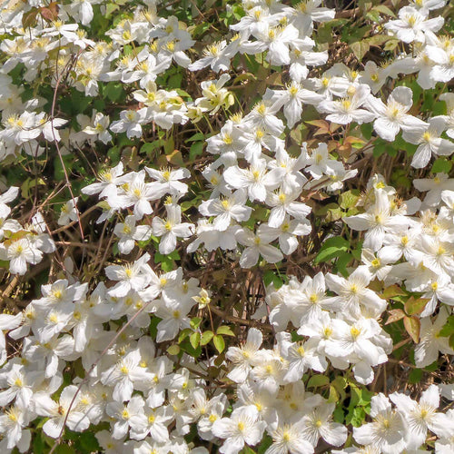 Clematis montana 'Grandiflora' Climbing Plants