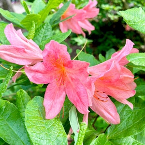 Rhododendron 'Jolie Madame' Shrubs