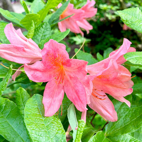 Rhododendron 'Jolie Madame' Shrubs