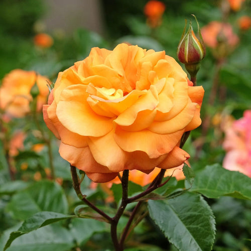 'Precious Amber' Bush Rose Shrubs