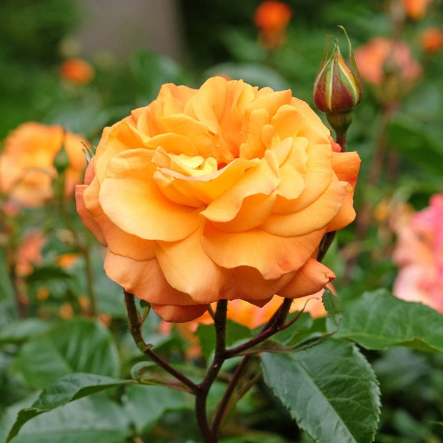 'Precious Amber' Bush Rose Shrubs