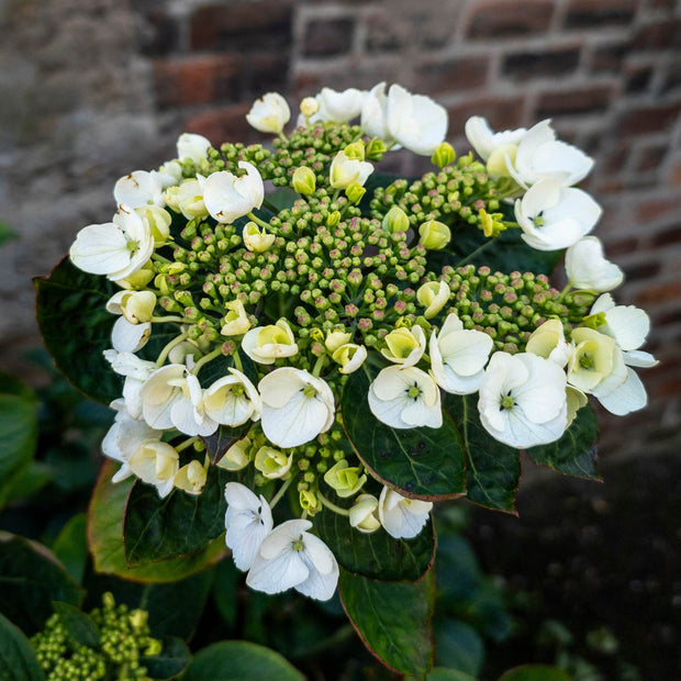 Hydrangea macrophylla 'Libelle' Shrubs