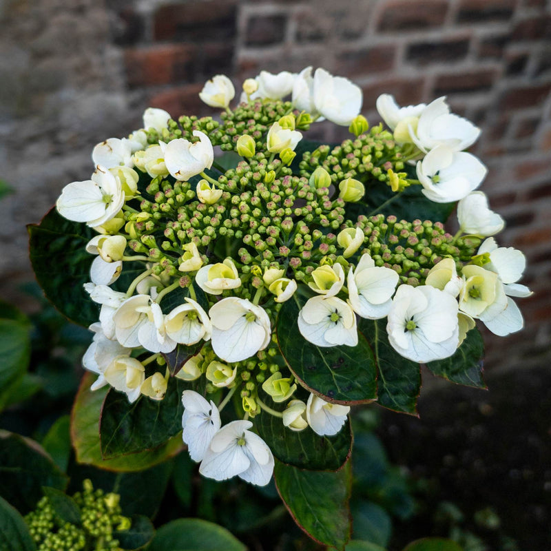 Hydrangea macrophylla 'Libelle' Shrubs