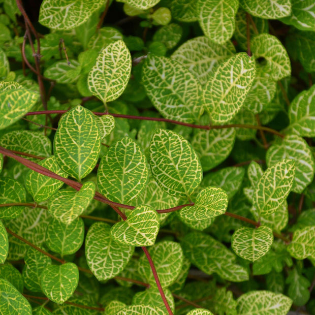Variegated Japanese Honeysuckle | Lonicera japonica 'Aureoreticulata' Climbing Plants