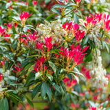 Pieris 'Forest Flame' Shrubs