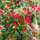 Pieris 'Forest Flame' Shrubs