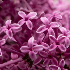 Lilac | Syringa 'Bloomerang Dark Purple' Shrubs