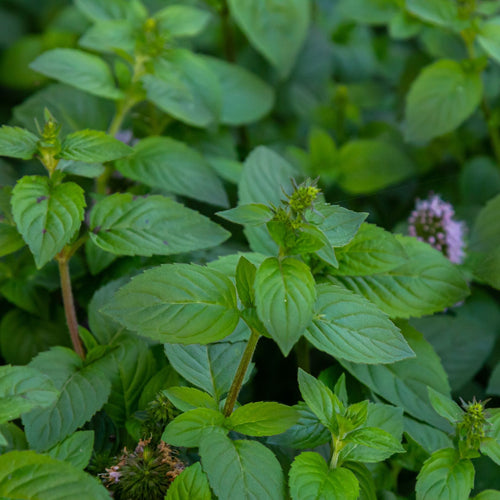 Water Mint | Mentha aquatica Pond Plants