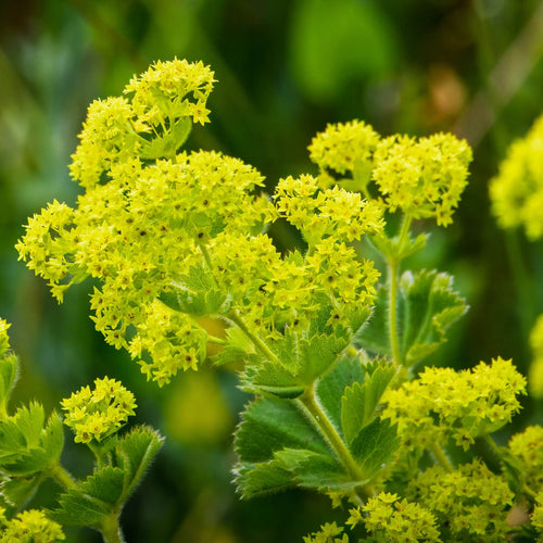 Lady's Mantle | Alchemilla mollis Perennial Bedding