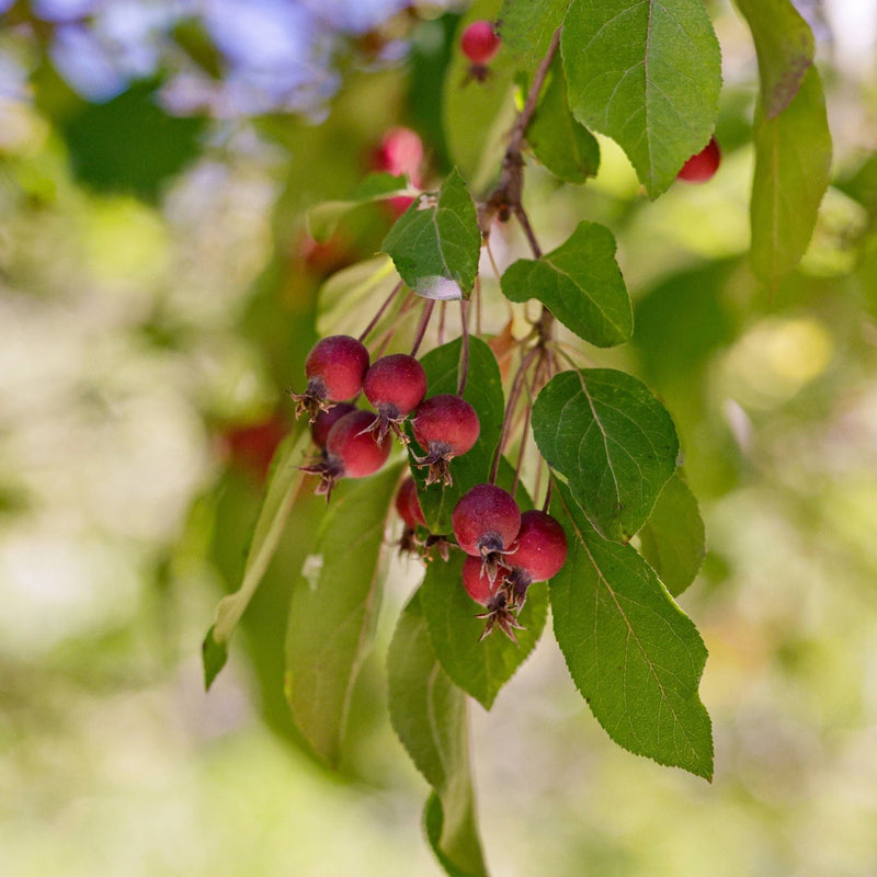 'Rudolph' Crabapple Tree Ornamental Trees
