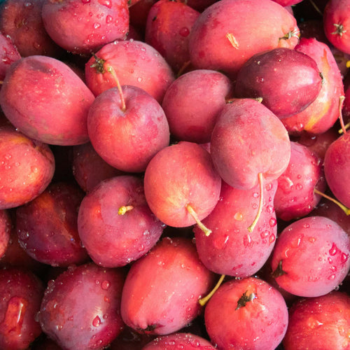 'Pink Glow' Crabapple Tree Ornamental Trees