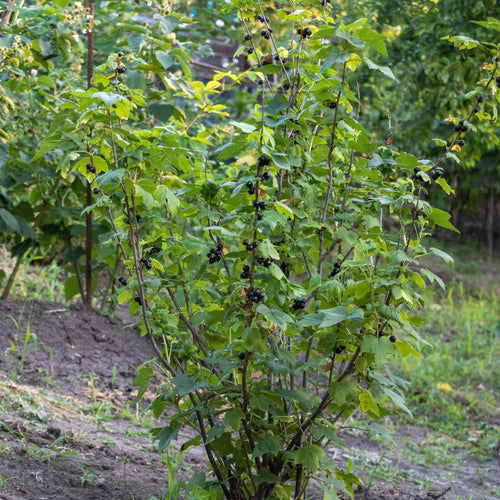 'Ben Alder' Blackcurrant Bush Soft Fruit