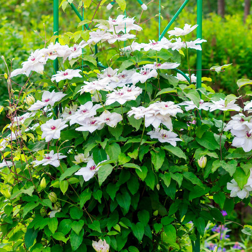 Clematis 'Miss Bateman' Climbing Plants