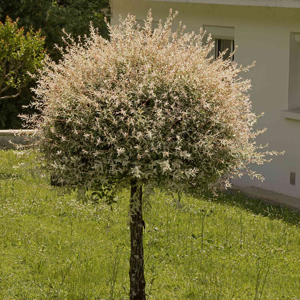 Flamingo Willow Tree | Salix integra 'Flamingo Royal' Ornamental Trees