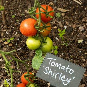 'Shirley' Tomato Plant Vegetables