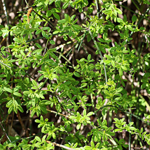 Winter Jasmine | Jasminum nudiflorum Climbing Plants