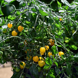 'Tumbling Tom Yellow' Tomato Plants Vegetables