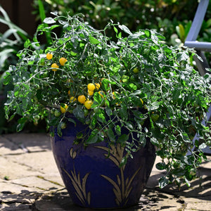 'Tumbling Tom Yellow' Tomato Plants Vegetables