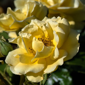 Yellow Standard Rose | 'Precious Gold' Shrubs