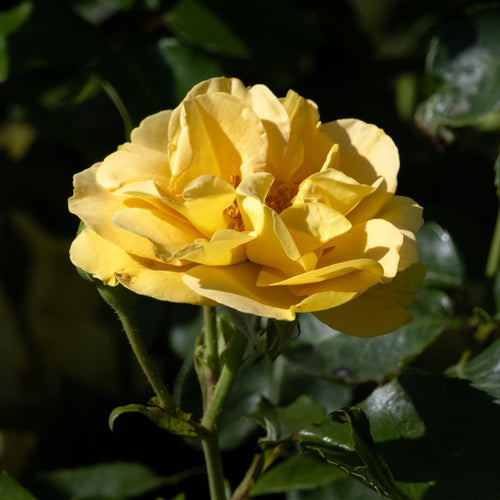 Yellow Standard Rose | 'Precious Gold' Shrubs