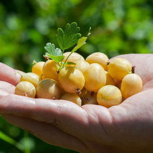 'Hinnonmaki Yellow' Gooseberry Bush Soft Fruit