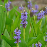 Pickerel Weed | Pontederia cordata Pond Plants
