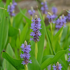Pickerel Weed | Pontederia cordata Pond Plants